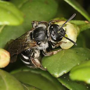 Lasioglossum sexnotatum, W an Ilex crenata