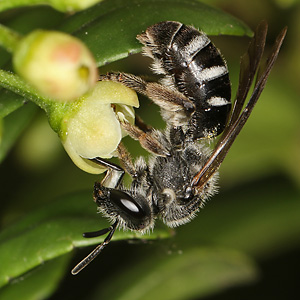 Lasioglossum sexnotatum, W an Ilex crenata