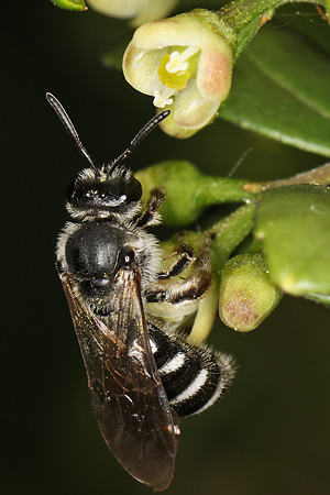 Lasioglossum sexnotatum, W an Ilex crenata