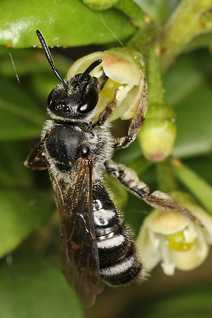 Lasioglossum sexnotatum, W an Ilex crenata