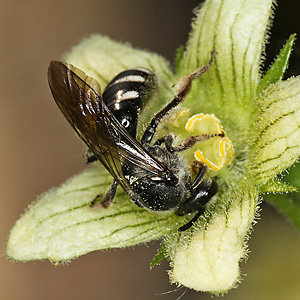 Lasioglossum sexnotatum, W an Bryonia dioica