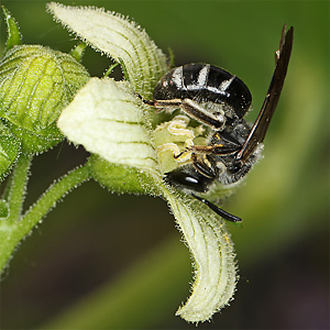 Lasioglossum sexnotatum, W an Bryonia dioica