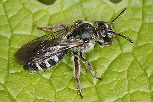Lasioglossum sexnotatum, W