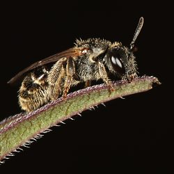 Furchen- bzw. Schmalbiene Lasioglossum sexstrigatum, W Furchen- bzw. Schmalbiene Lasioglossum sexstrigatum, W