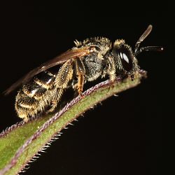 Furchen- bzw. Schmalbiene Lasioglossum sexstrigatum, W