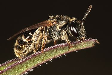 Lasioglossum sexstrigatum, M