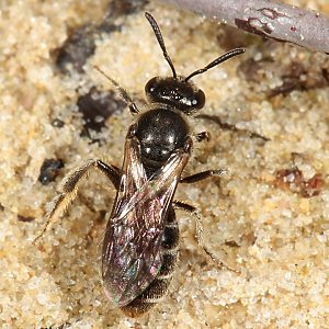 Furchenbiene Lasioglossum sexnotatum, M, an Scrophularia nodosa