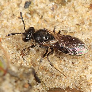 Lasioglossum sexnotatum, M, im Fluge