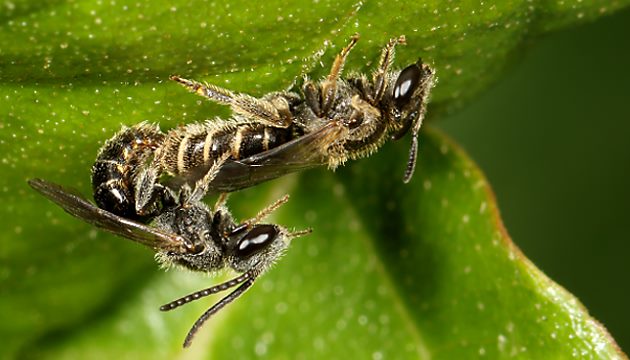 HLasioglossum sexstrigatum, MW