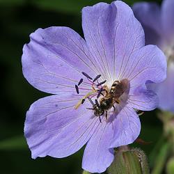 Furchen- bzw. Schmalbiene Lasioglossum xanthopus, W Furchen- bzw. Schmalbiene Lasioglossum xanthopus, W