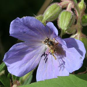 Lasioglossum xanthopus, W