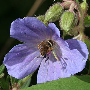 Lasioglossum xanthopus, W