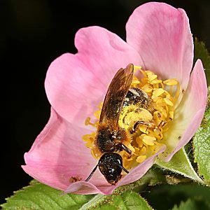 Lasioglossum xanthopus, W