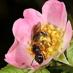 Lasioglossum xanthopus, W