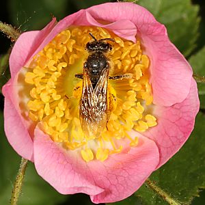 Lasioglossum xanthopus, W