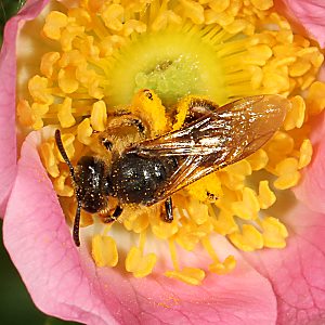 Lasioglossum xanthopus, W