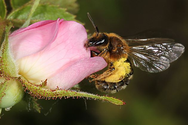 Furchen- bzw. Schmalbiene Lasioglossum xanthopus, W
