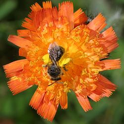 Furchen- bzw. Schmalbiene Lasioglossum zonulum (?) Furchen- bzw. Schmalbiene Lasioglossum zonulum (?)