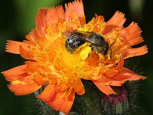 Lasioglossum zonulum (?)