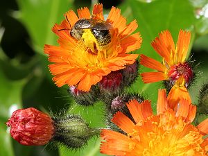 Furchenbiene Lasioglossum zonulum ?
