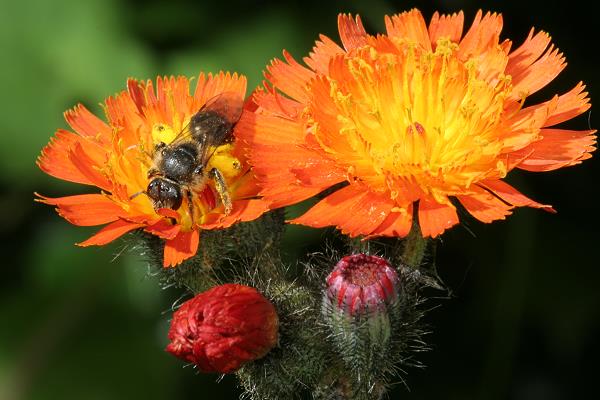 Evtl. Lasioglossum zonulum