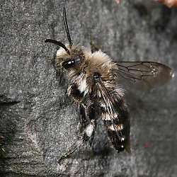Trauerbiene Melecta albifrons, M (2.4.2011) Trauerbiene Melecta albifrons, M