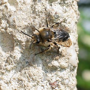 Melecta albifrons, W in Warte-Position