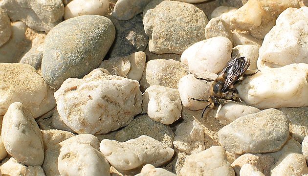 Melecta albifrons, W am Nisteingang des Wirts