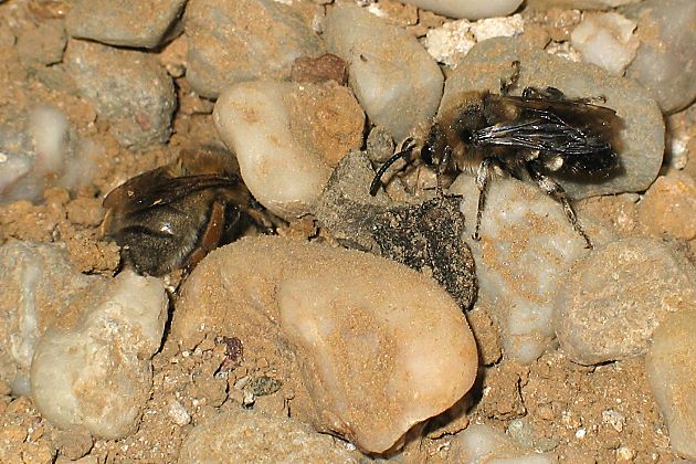 Melecta albifrons vor Anthophora plumipes (links)