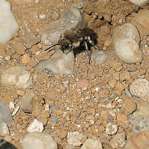 Melecta albifrons, W vor Nisteingang (1)