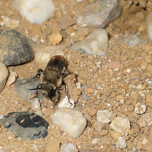 Melecta albifrons, W vor Nisteingang (2)