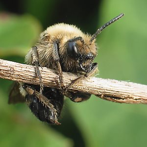 Melecta albifrons, W auf Stengel (1)