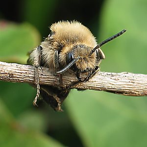 Melecta albifrons, W auf Stengel (2)