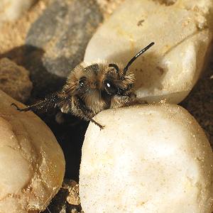 Melecta albifrons, W kommt aus Nistloch