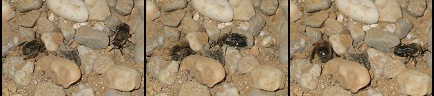 Melecta albifrons: Weibchen in einer Pelzbienen-Nistr&ouml;hre