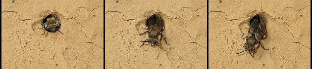 Melecta albifrons: Weibchen in einer Pelzbienen-Nistr&ouml;hre