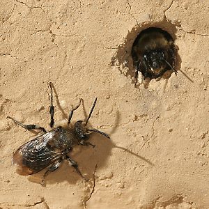 Melecta albifrons, W, am Nisteingang