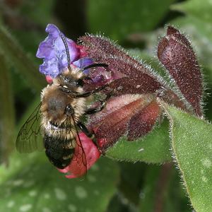 Melecta albifrons, W am Lungenkraut
