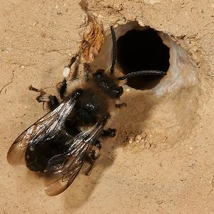 Melecta albifrons, W, am Nisteingang