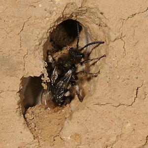 Melecta albifrons, W, in einem Doppeleingang