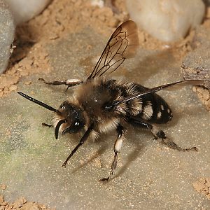 Melecta albifrons, W