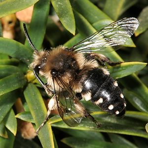 Melecta albifrons, W: kurze Landung