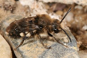 Melecta albifrons, W, sonnenbadend (1)