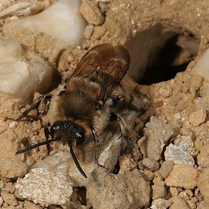 Melecta albifrons, W vor einem Nesteingang im Kiesbett