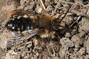 Melecta albifrons, W, sonnenbadend (2)