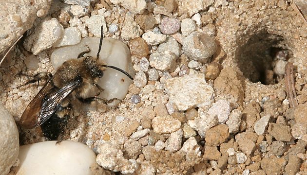 Melecta albifrons, W am Nisteingang im Kiesbett (1)