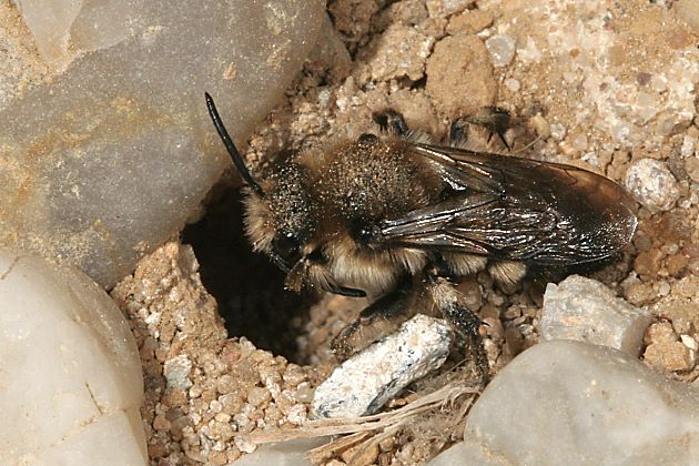 Melecta albifrons, W am Nisteingang im Kiesbett (2)