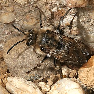 Melecta albifrons, W zwischen Wirtsnestern