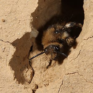 Melecta albifrons, W im Nesteingang