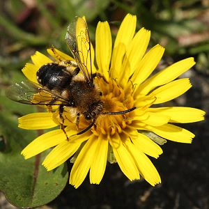 Melecta albifrons, W auf Korbbl&uuml;tler
